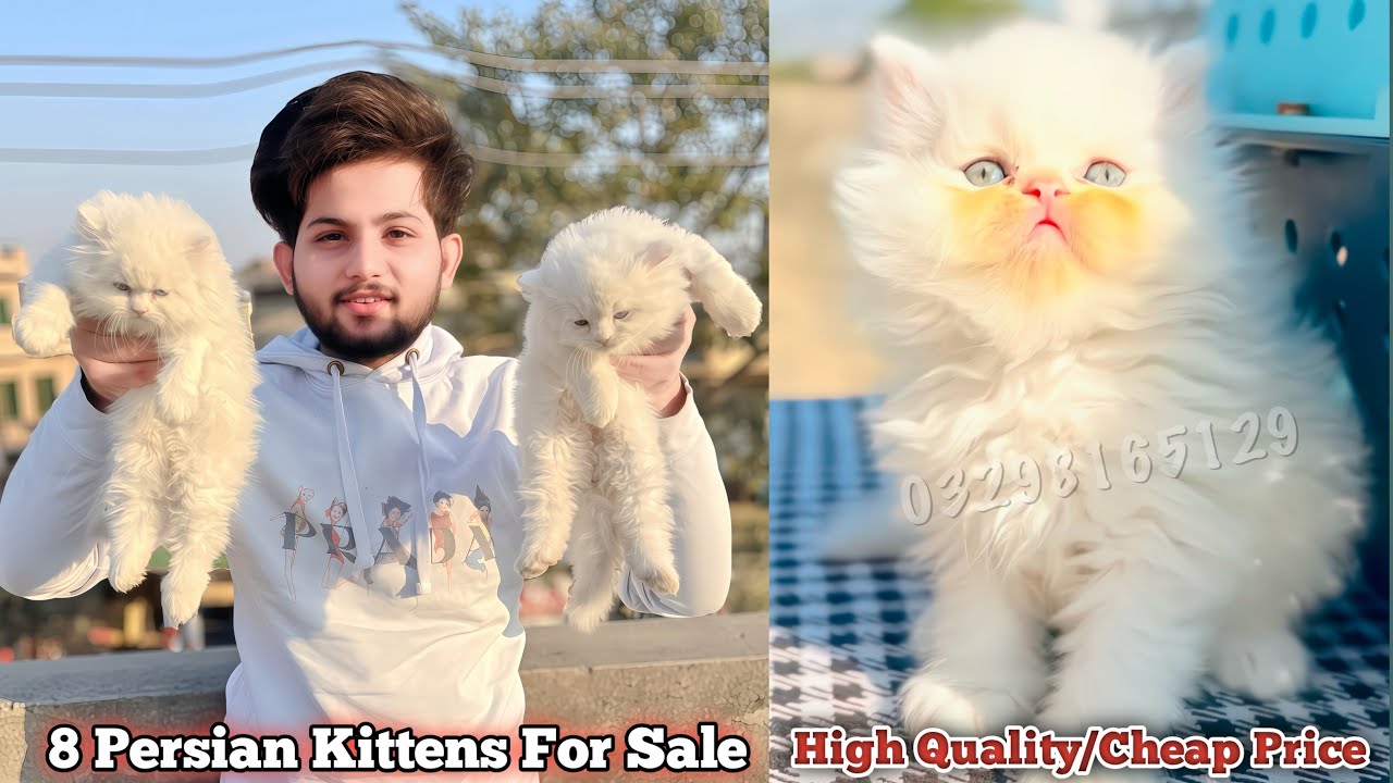 Persian Kittens in Pakistan/Cats&kittens Wholesale Market in Pakistan/Cheap Price/Long coat