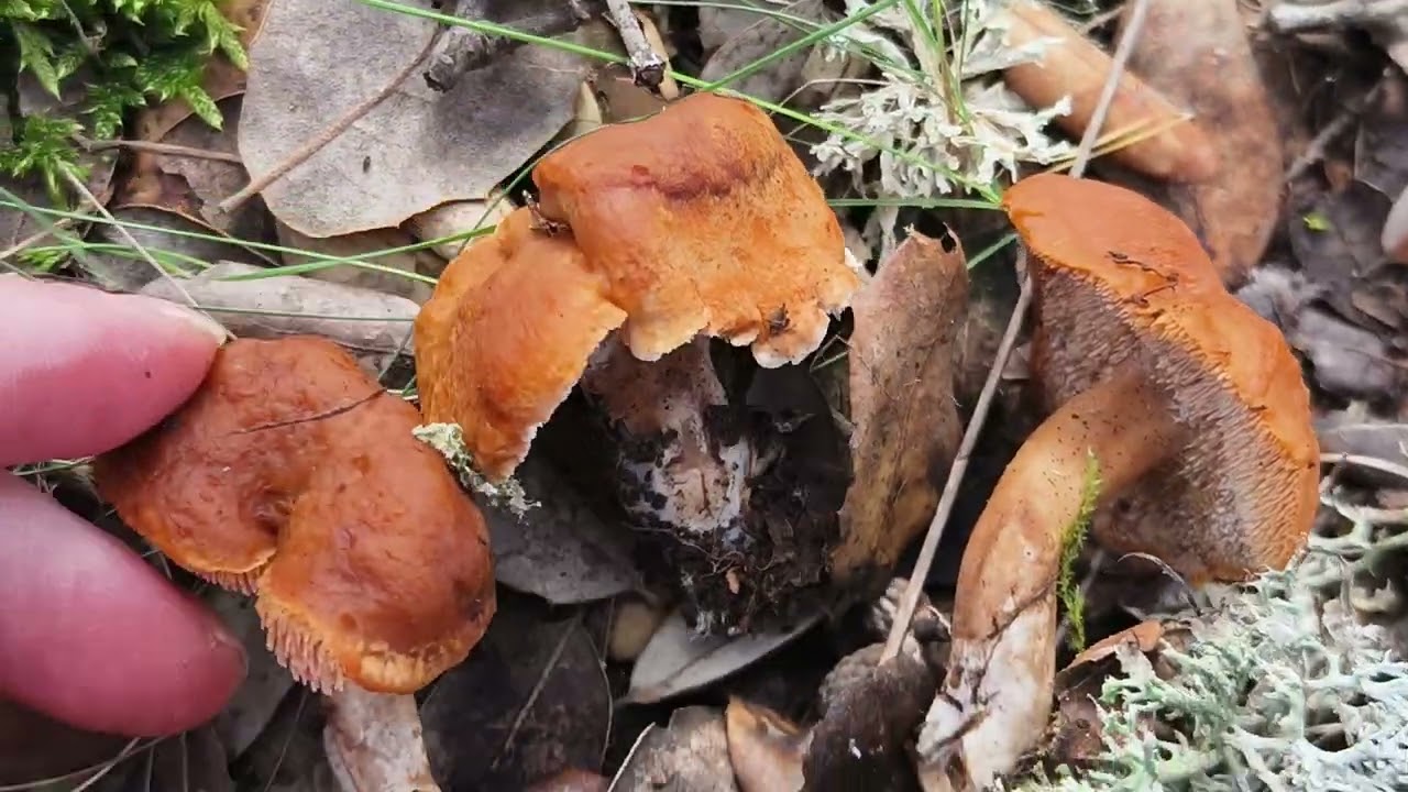 La sabrosa lengua de gato: Hydnum ovoideisporum. Diferencias con H. rufescens