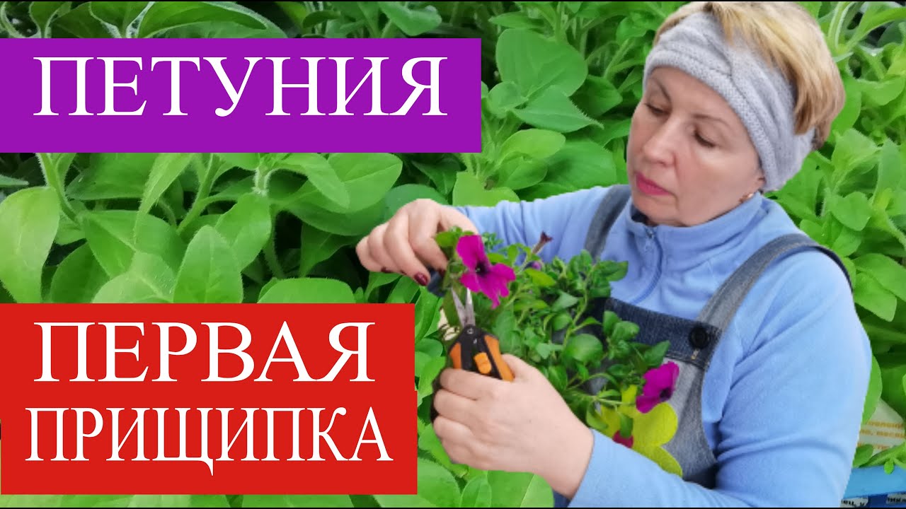 ПЕТУНИЯ первая прищипка. Тайдалы и тайфуны прищипывать или нет?