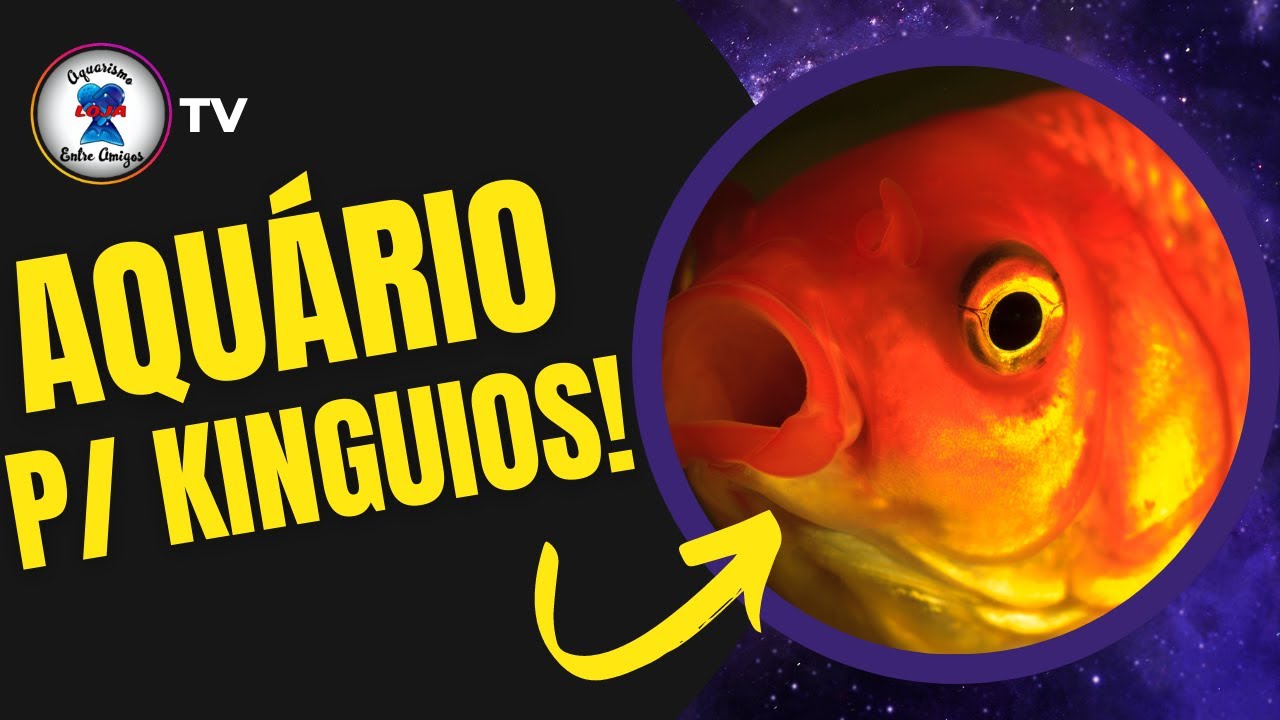 COMO MONTAR AQUÁRIO DE KINGUIOS COM [SUZI RODRIGUES]