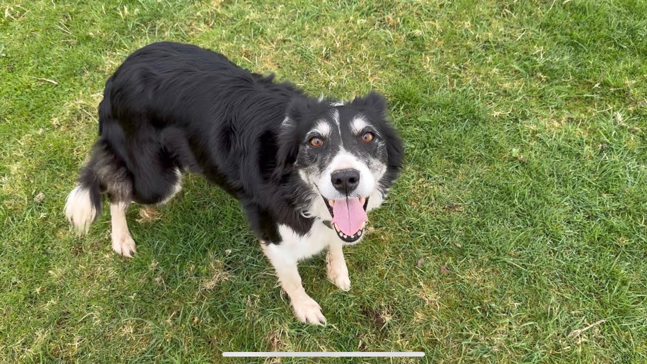 Calving season and amazing sheepdog herding sheep