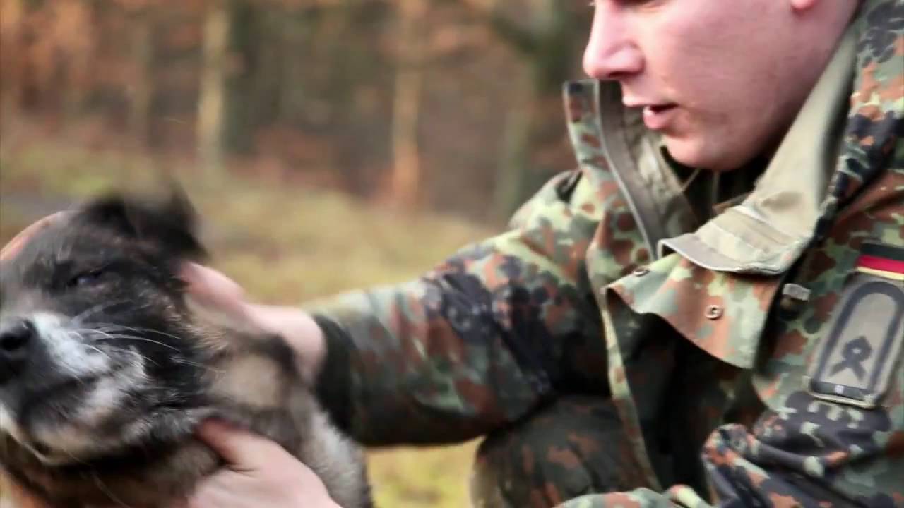 Partner auf vier Pfoten - Diensthunde der Bundeswehr
