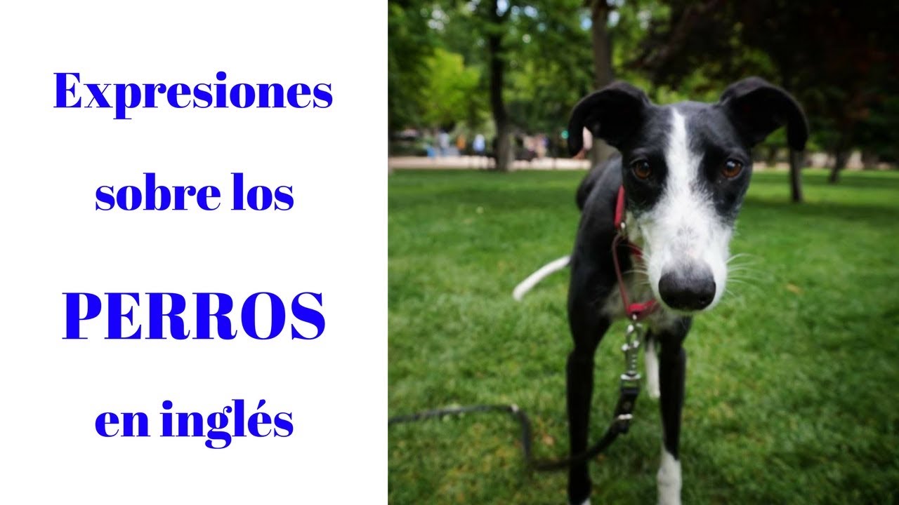 Inglés de la Calle – expresiones sobre PERROS en inglés