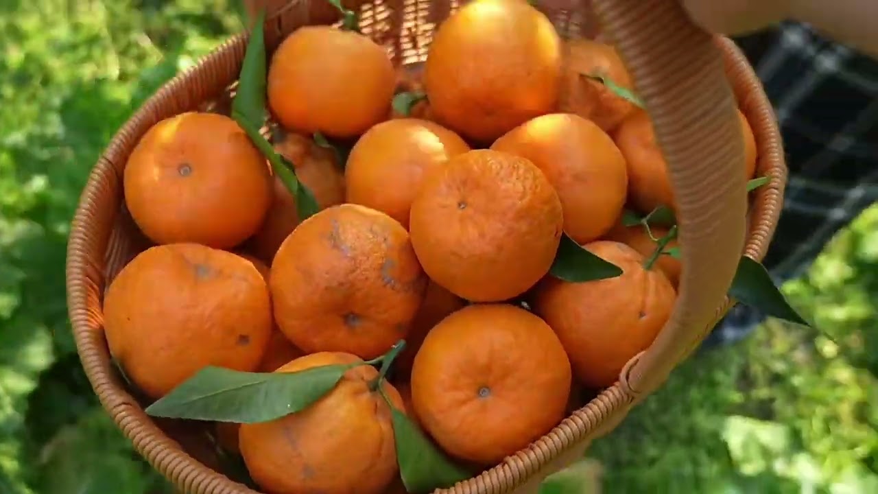Alternative Viral Title Fresh Farm Harvest 🌱 Picking Pomelo, Mandarin & Vegetables | Village Life