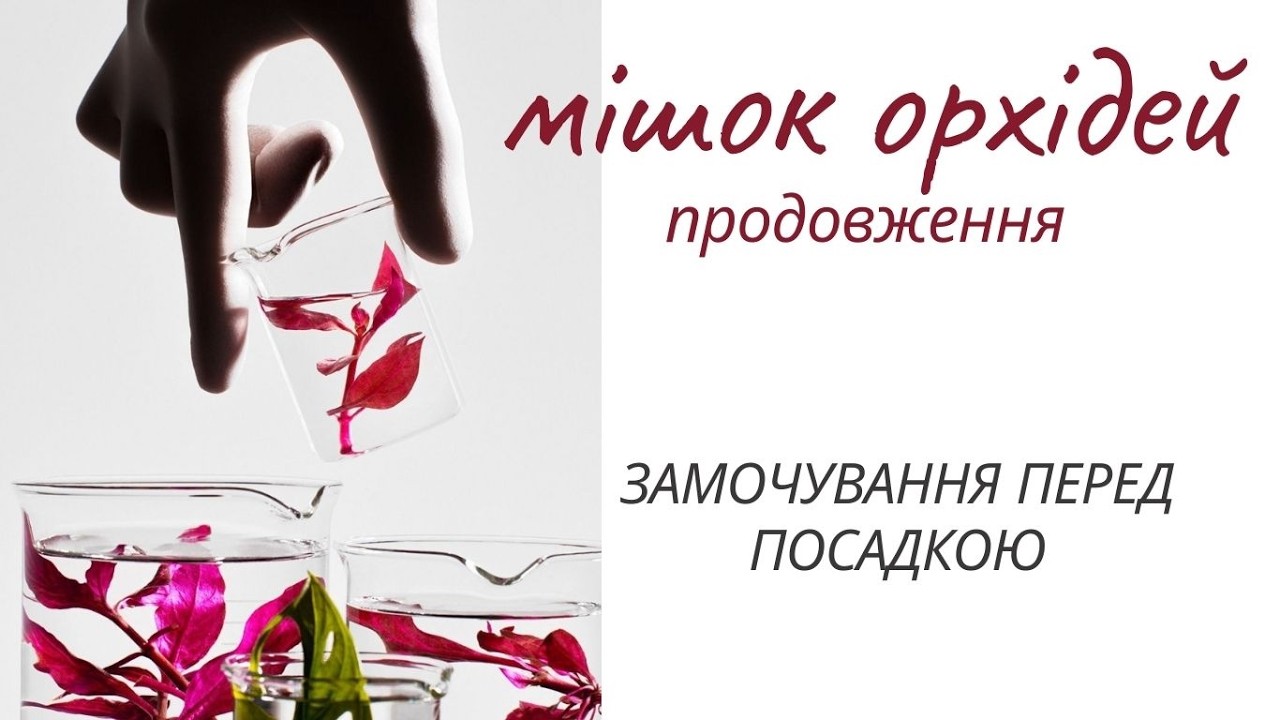 МІШОК ОРХІДЕЙ. Підготовка малючків до посадки
