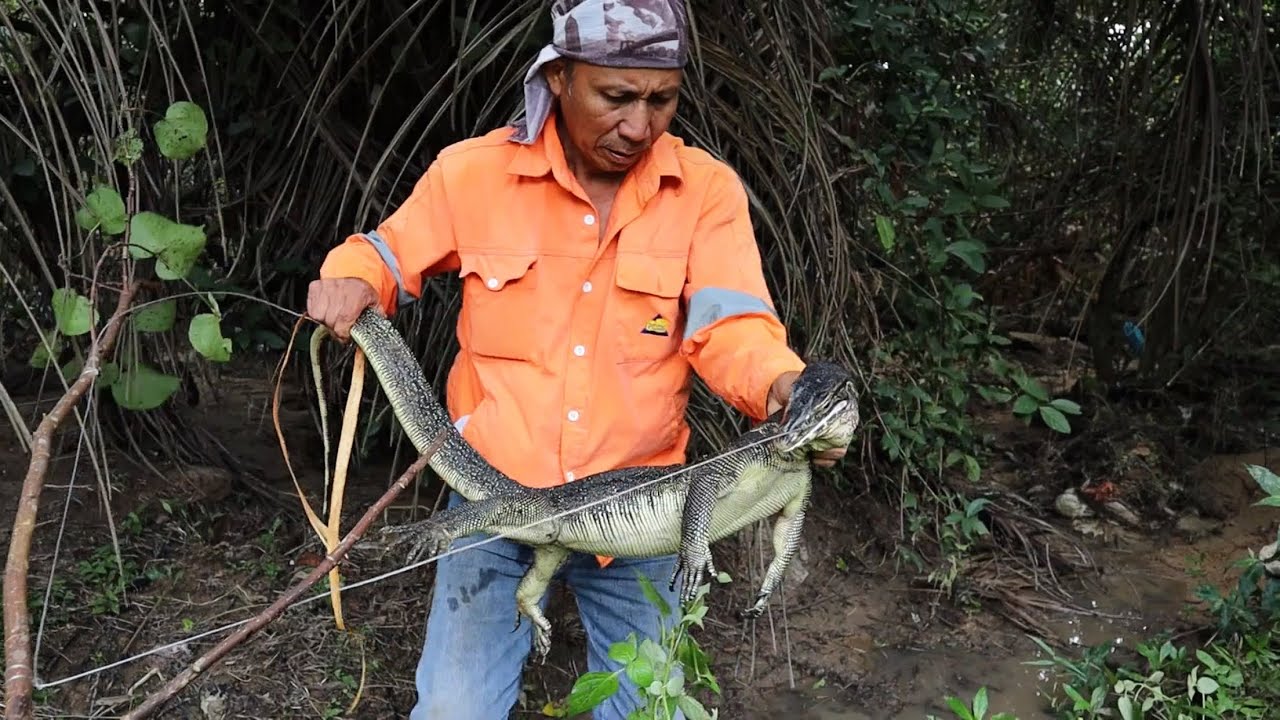 Berburu Biawak Di Pinggir Sungai Ketika Air Pasang,Umpan Kepala Ayam Busuk.
