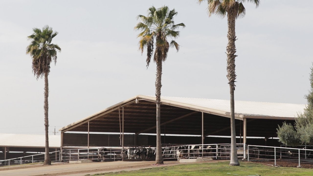 Palm Trees & Holsteins: Maddox Dairy