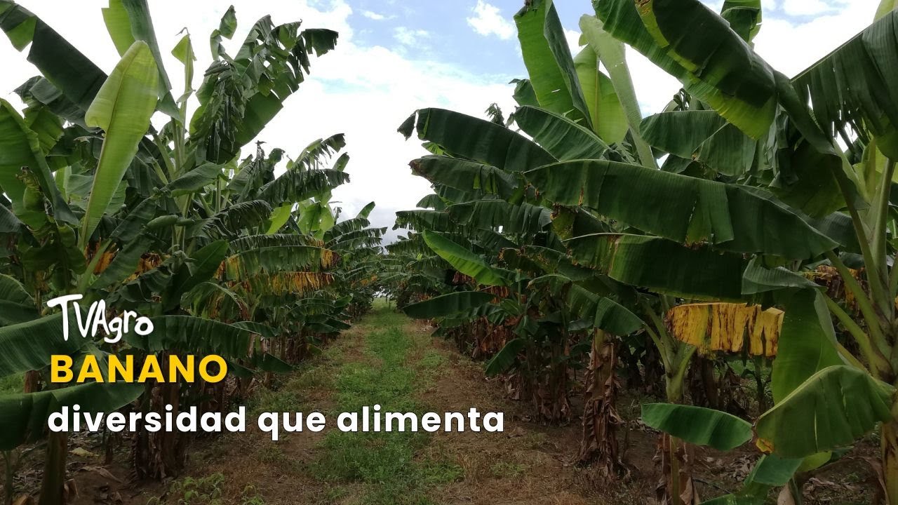 Banano diversidad que alimenta - TvAgro por Juan Gonzalo Angel