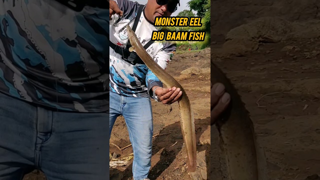 Catching Monster Eel Fish|| Big Baam Fish Hunting reels||Catching Giant Eel Video Hand #eel #fishing