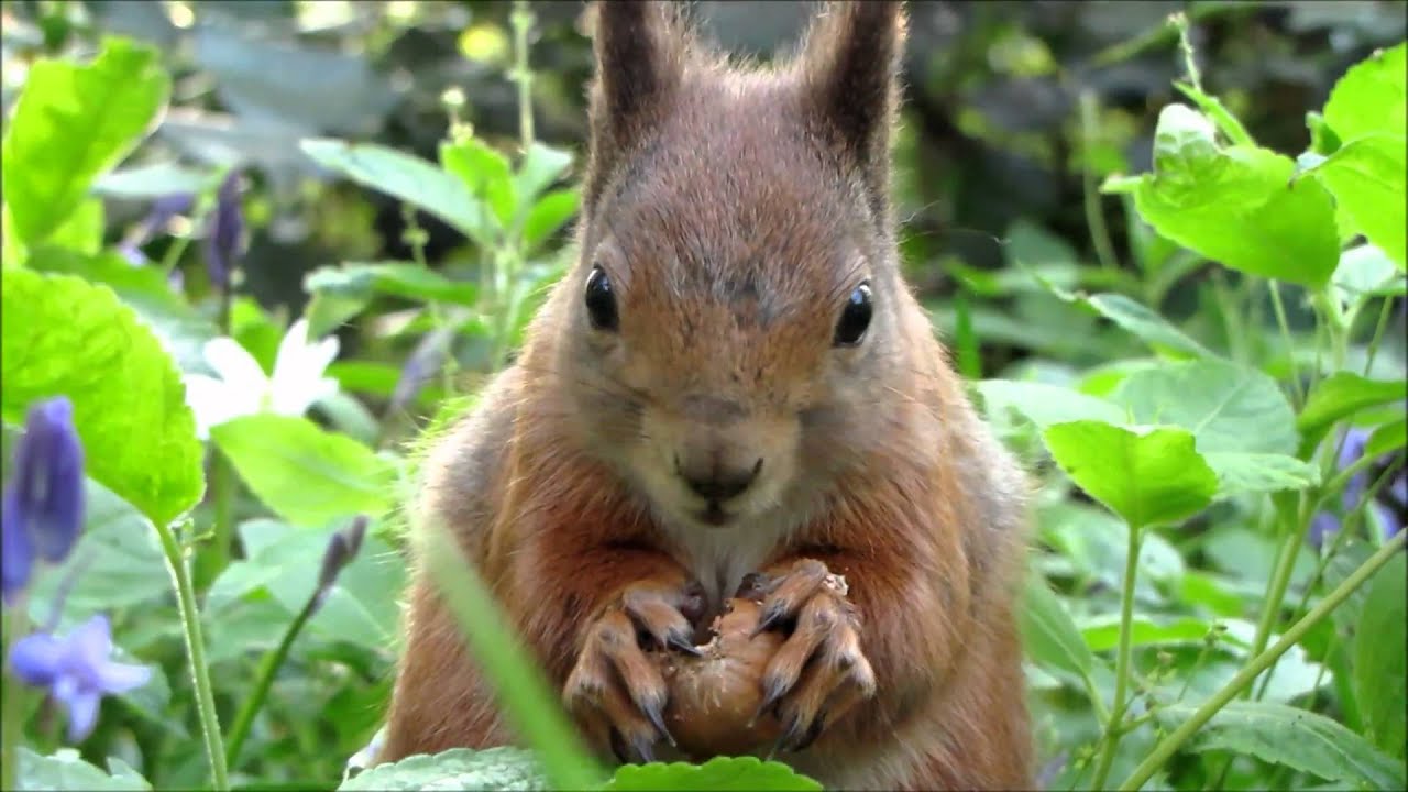 Red squirrel 21.04.11