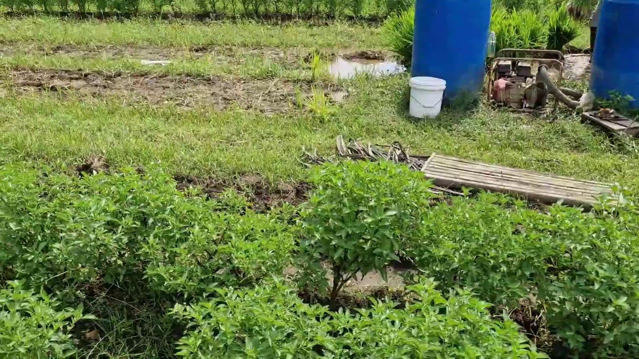 VIRAL FARMING TECHNIQUE! EASY WAY TO REMOVE MUD FROM RICE SEEDLING ROOTS - Agriculture Farming