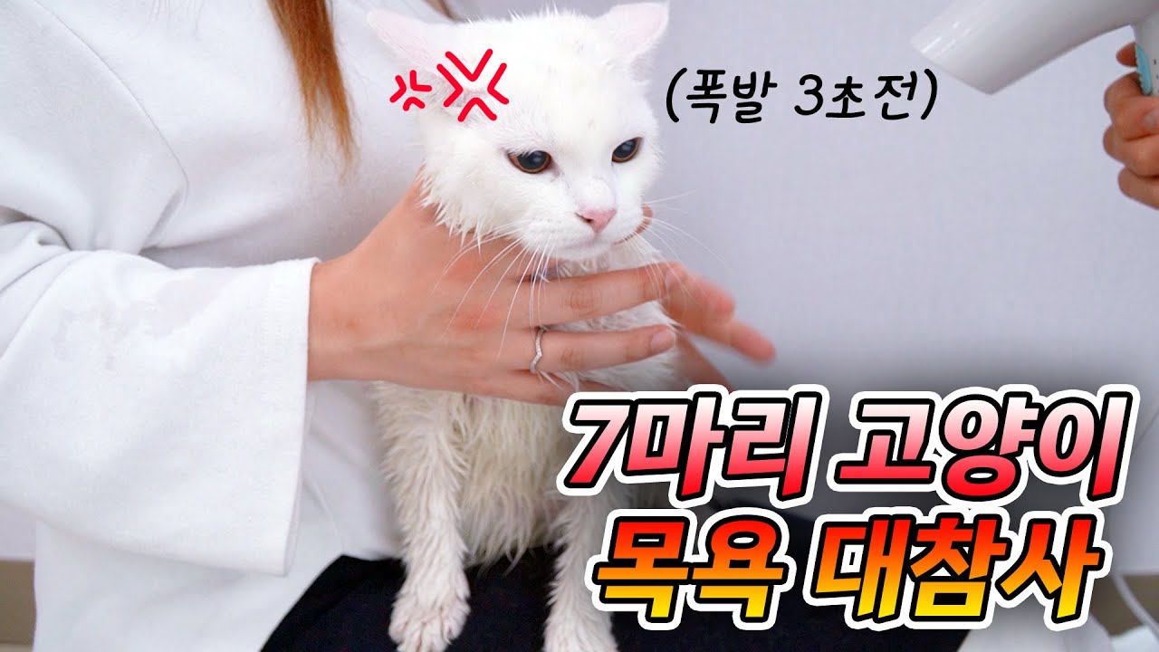 고양이 7마리를 목욕시키면 생기는 일 | 고양이산책