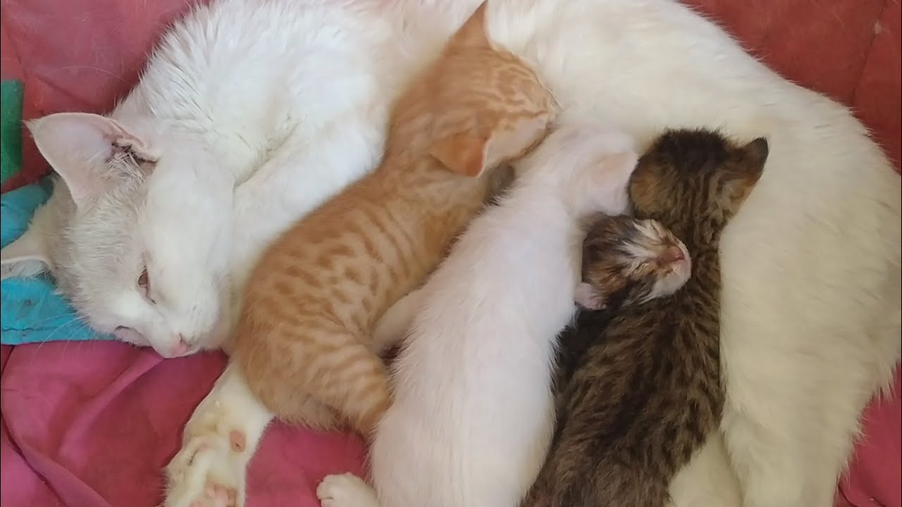 Greedy Baby Kitten Won’t Let His Adopted Siblings Drink Mother’s Milk