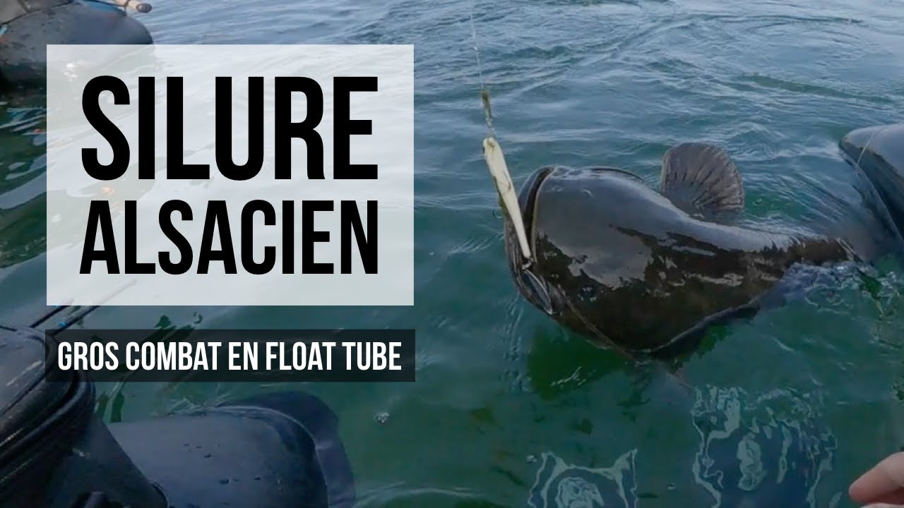 Silure Alsacien - Gros combat en Float Tube - [zaga🅕🅘🅢🅗]