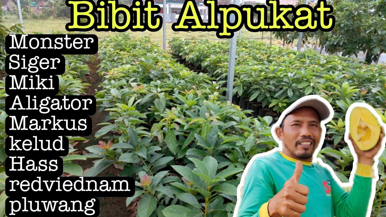 Jual Bibit Alpukat Monster Siap Packing Siap Tanam