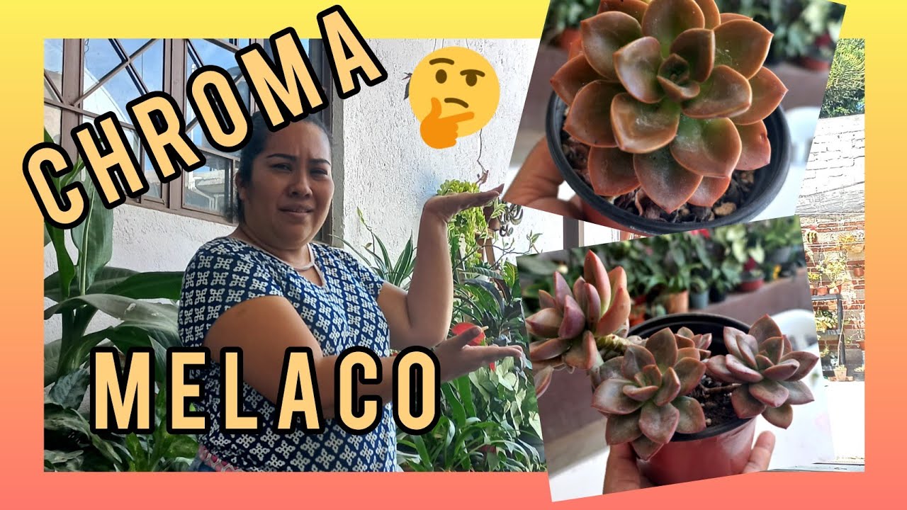 Diferencias entre la echeveria Chroma y echeveria Melaco plantas muy parecidas #chroma #melaco