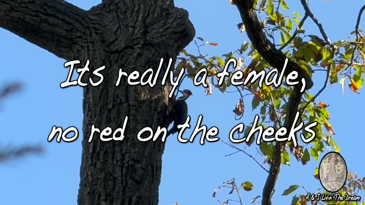 A & J Livin' The Dream Episode 466 Wood cutting and construction of a nest