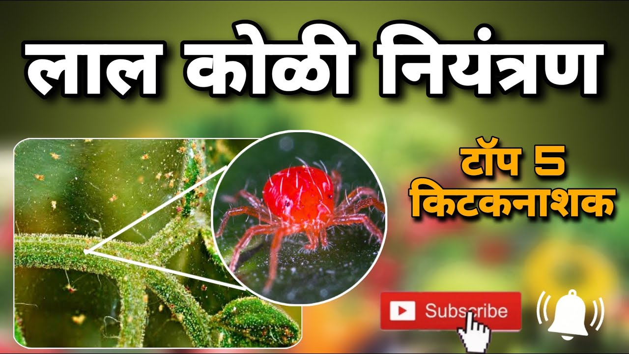 लाल कोळी नियंत्रण | red mites Control | lal koli niyantran  (@digital_yuva_shetkari )
