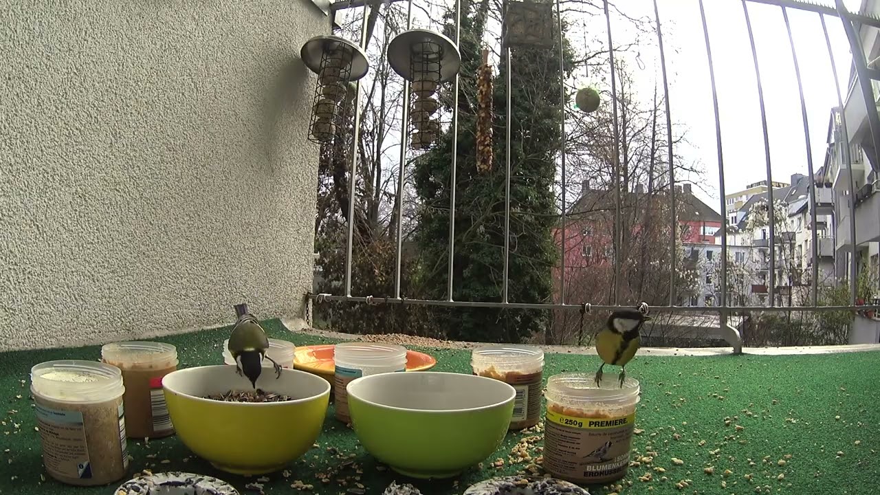 Kohlmeisenaction auf dem Balkon