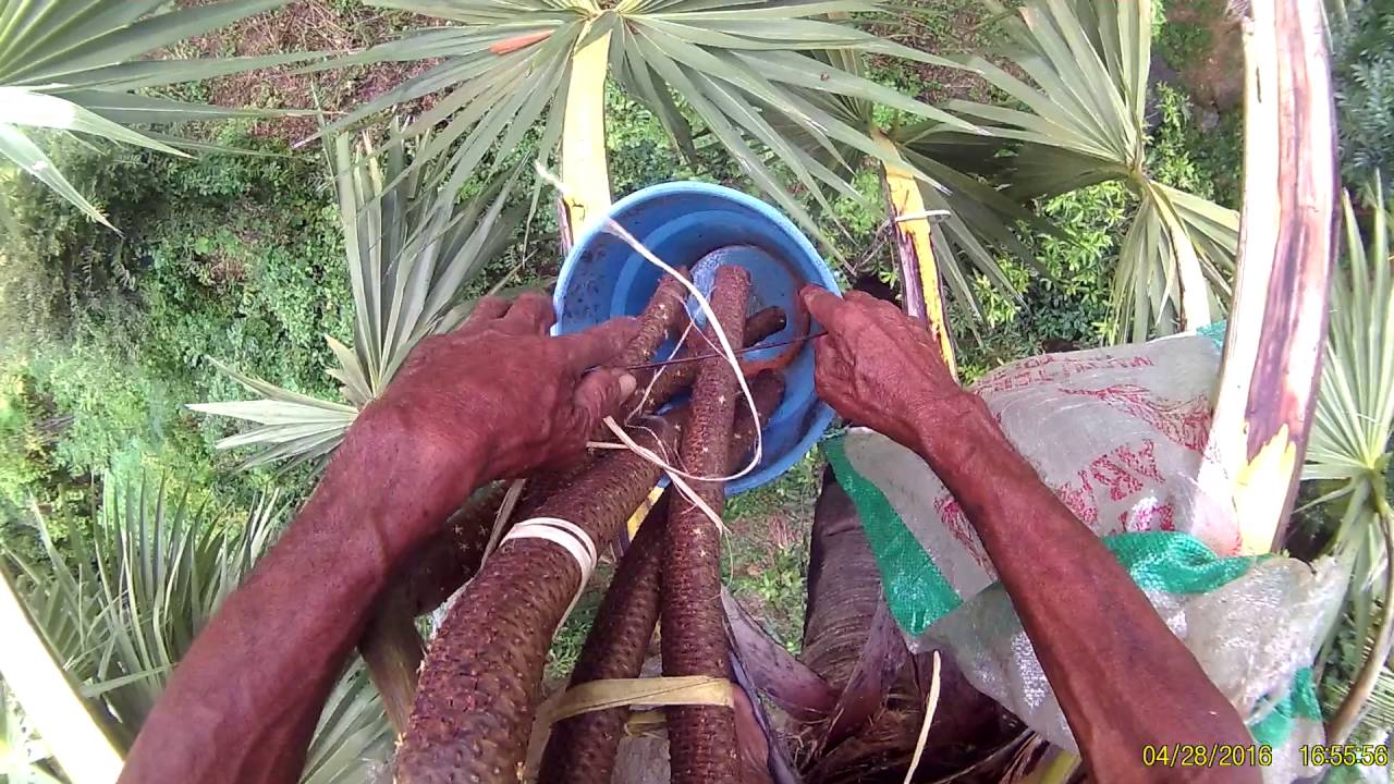 Made Susandi menyadap nira ental / siwalan