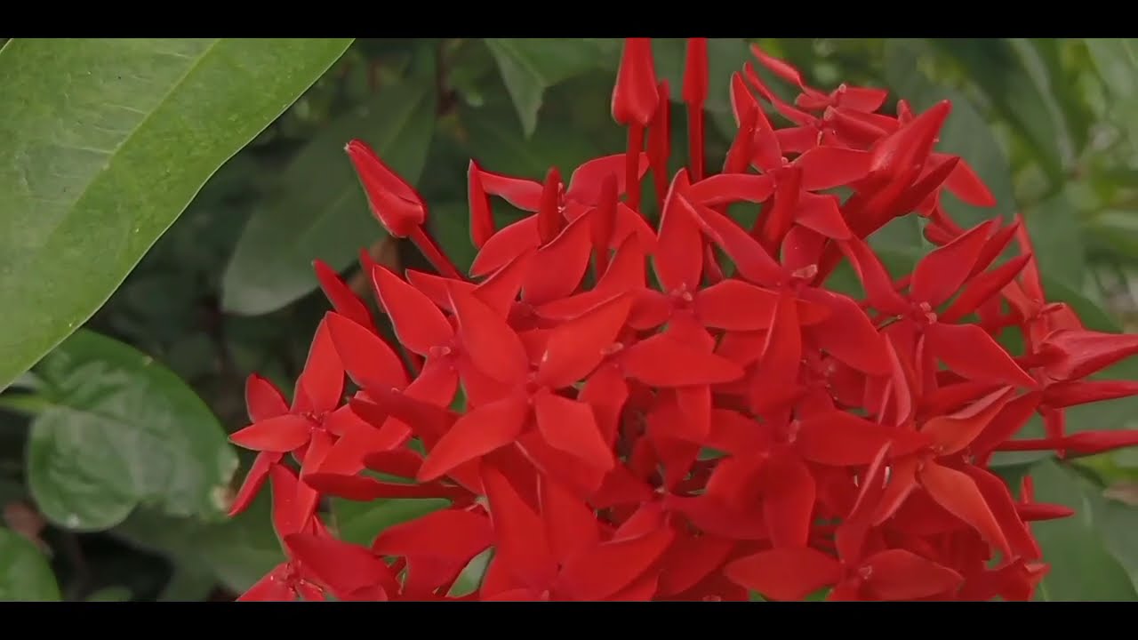 kompilasi  lagu slow rock Malaysia terbaik||teman aktivitas harian