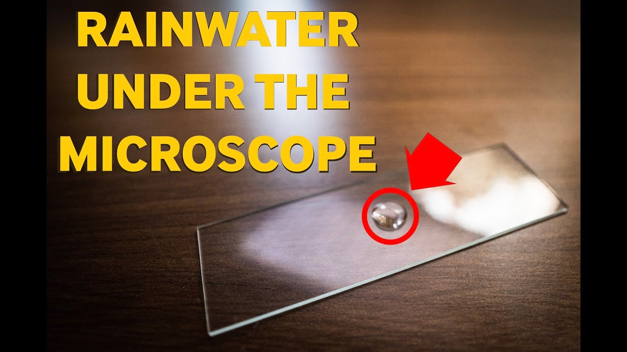 Rainwater Under the Microscope 