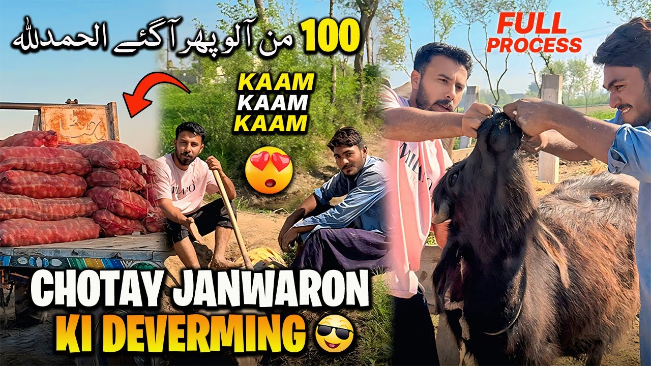 Choty Janwaron ki Deverming Kardi Aj😍 100 من آلو اور منگوا لیا 😍
