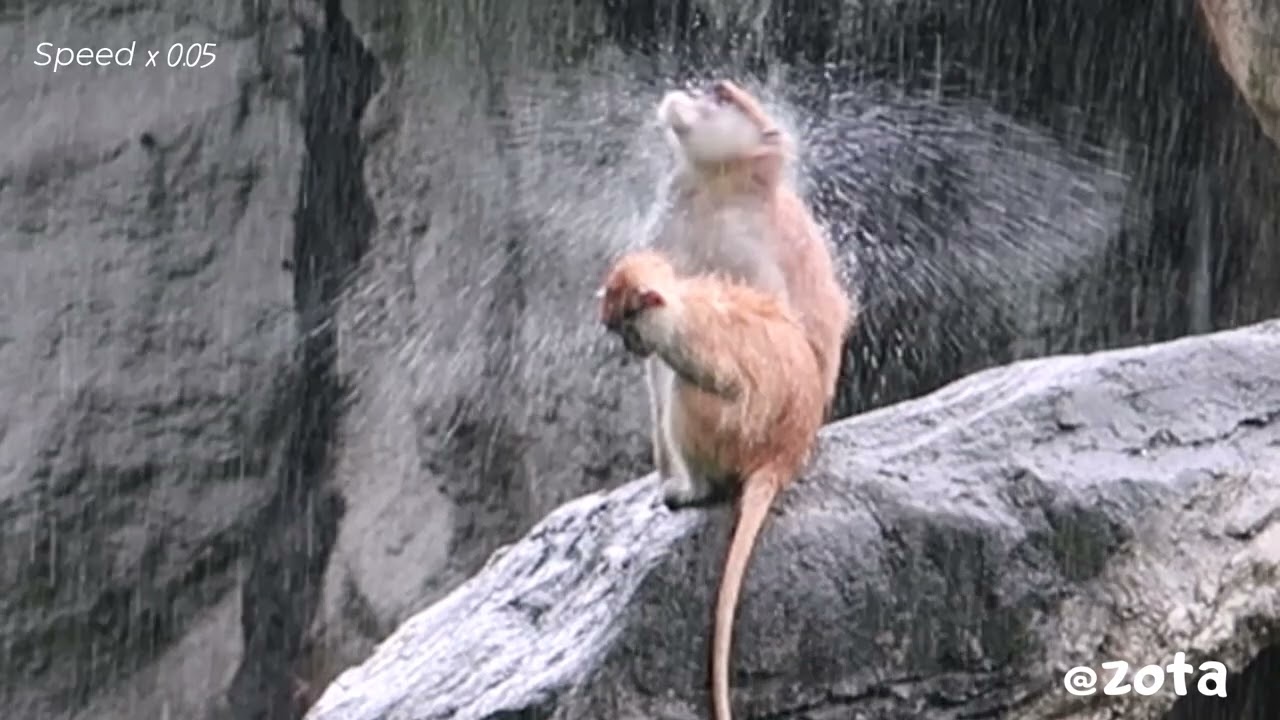 Patas Monkey Rainy Day Grooming 雨天理毛紅猴媽媽愛滿滿🥰