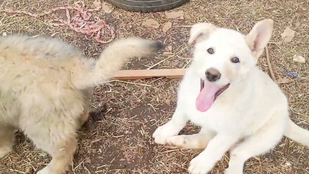 What A Great Moma, Ms Prarie./ Puppies learning Life Skills