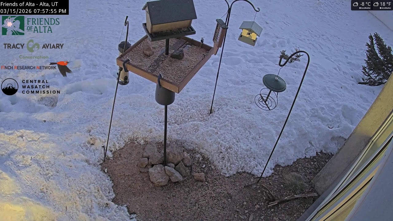 2026-03-15 - Day - Friends of Alta - Alta, UT - Live Stream Bird Feeder Cam (FiRN)
