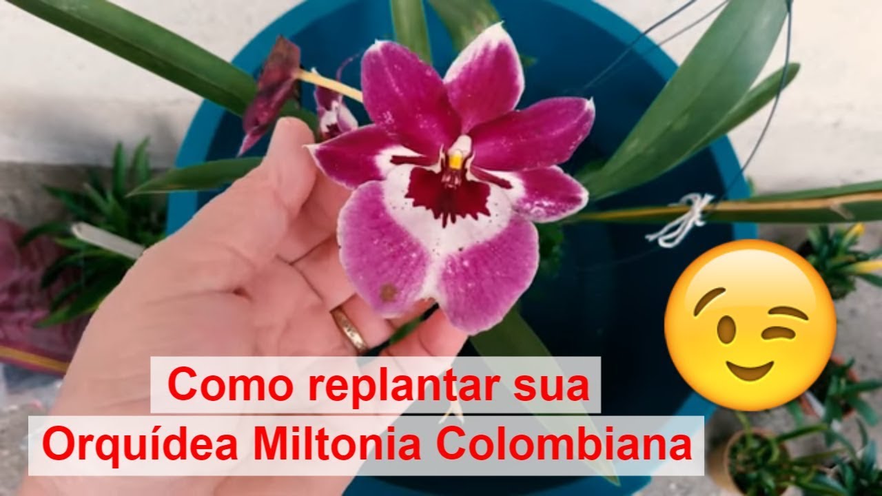 Dicas Dona Maria - Como replantar sua Orquídea Miltonia Colombiana