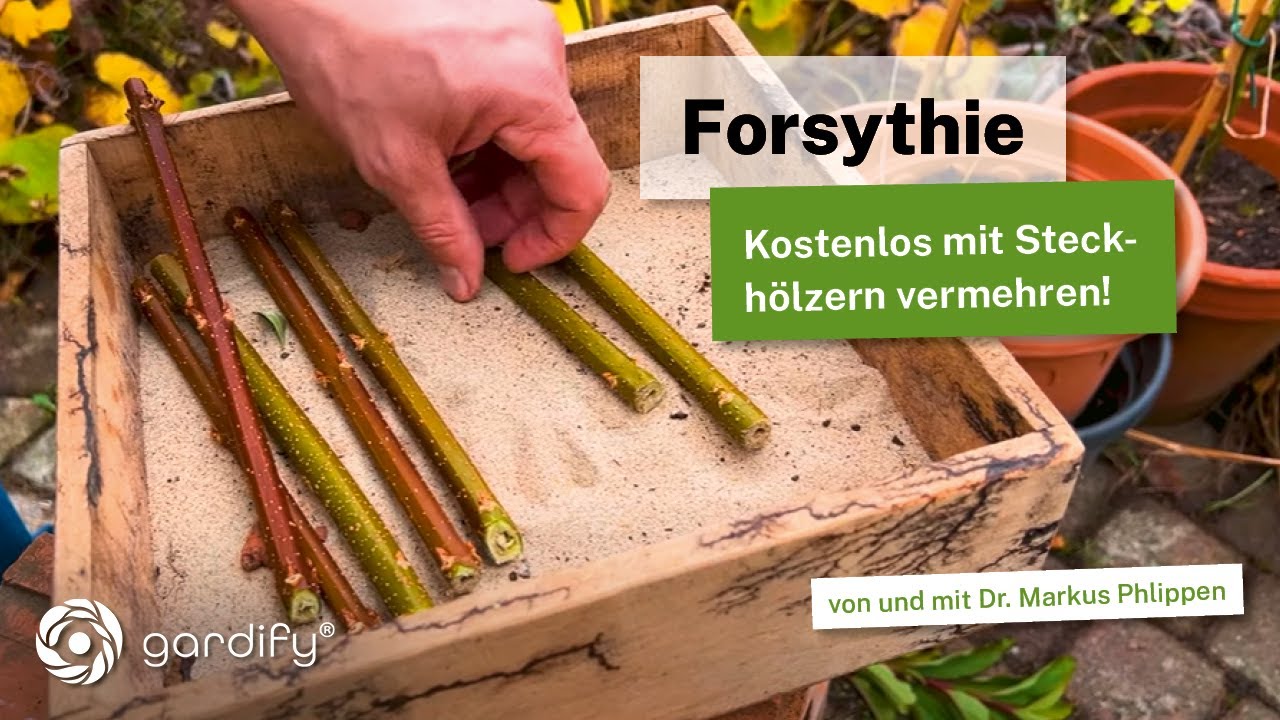 Forsythien im Herbst vermehren: So einfach geht&rsquo;s &ndash; Gratis Bl&uuml;tenstr&auml;ucher f&uuml;r deinen Garten!