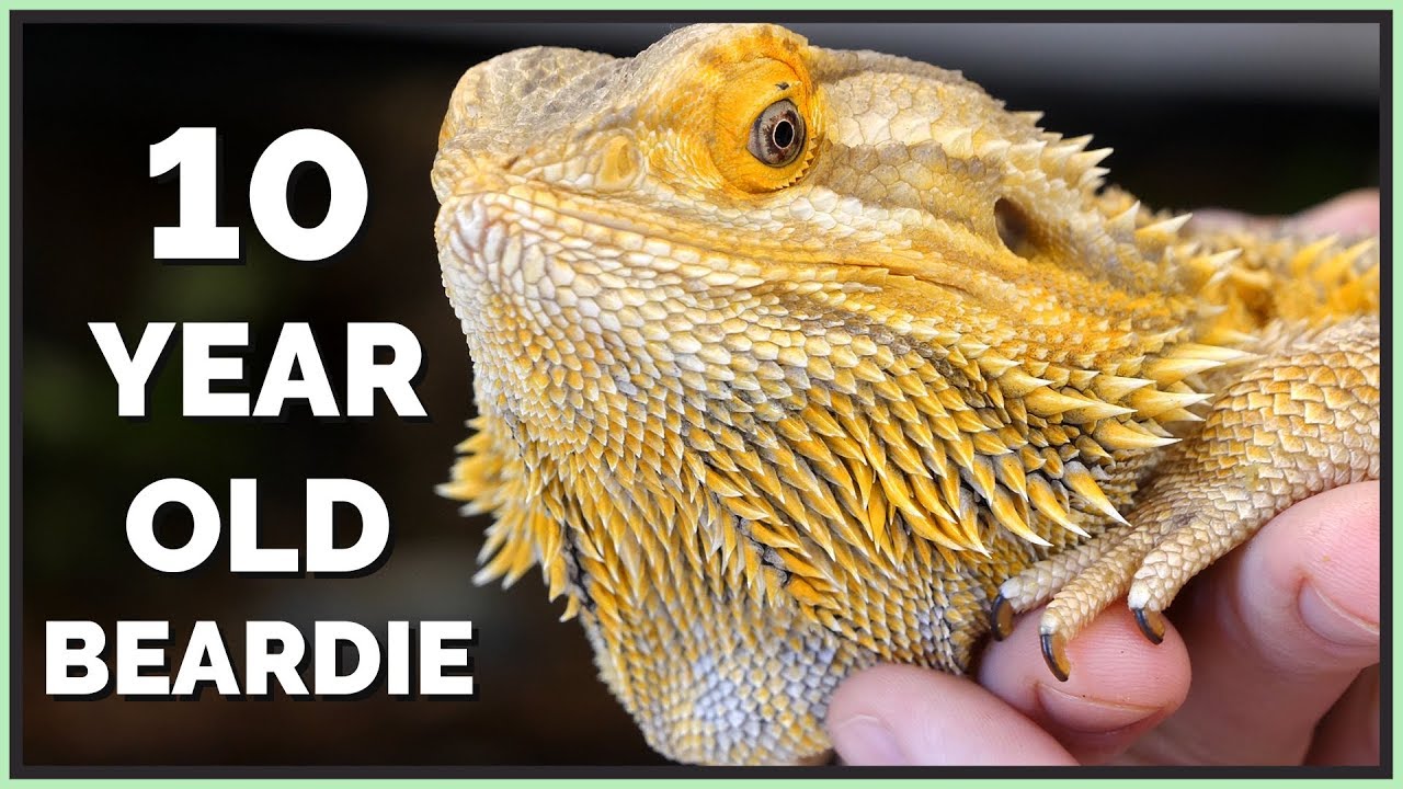 Meet the 10 Year Old Rescue Bearded Dragon!