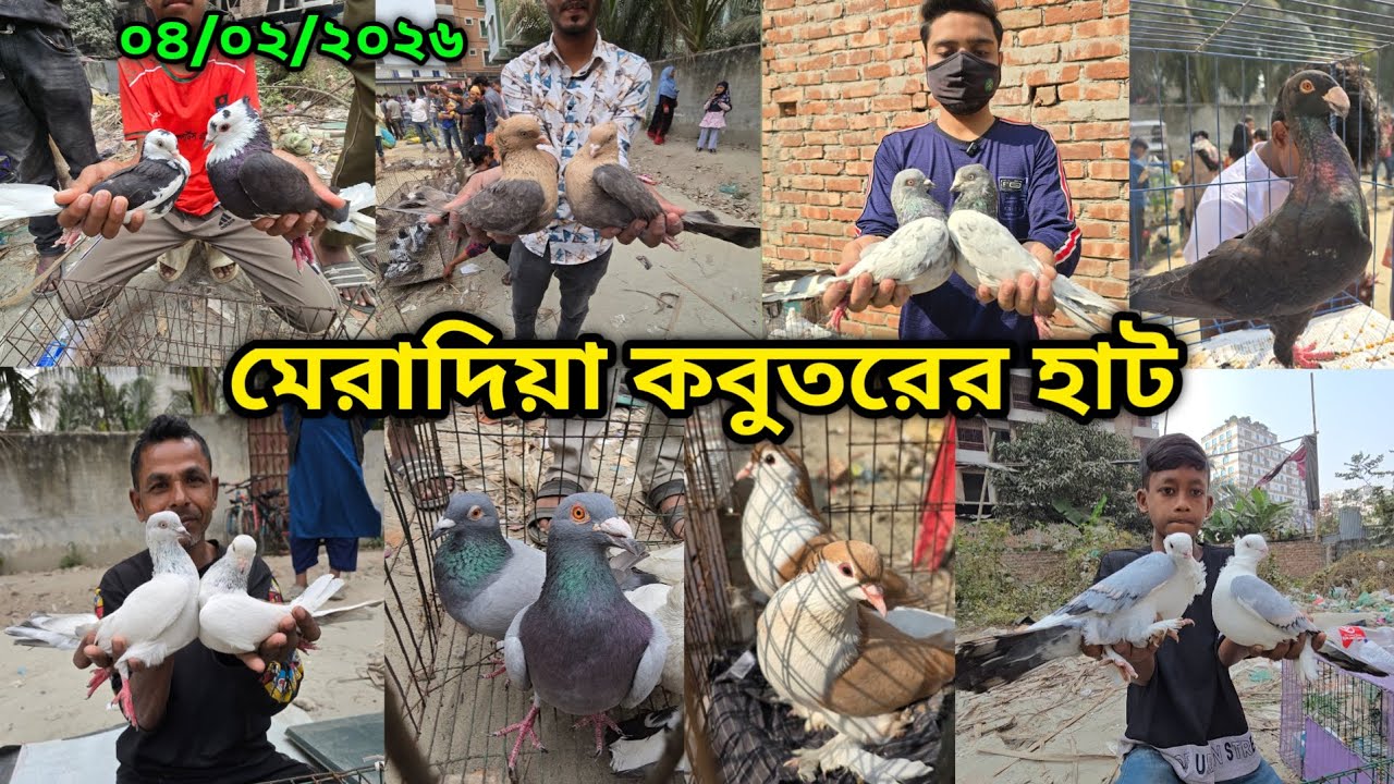 ০৪/০২/২০২৬ মেরাদিয়া কবুতরের হাট | মেরাদিয়া কবুতরের বাজার ২০২৬| Meradiya kobutor hat 2026 |pigeon hat