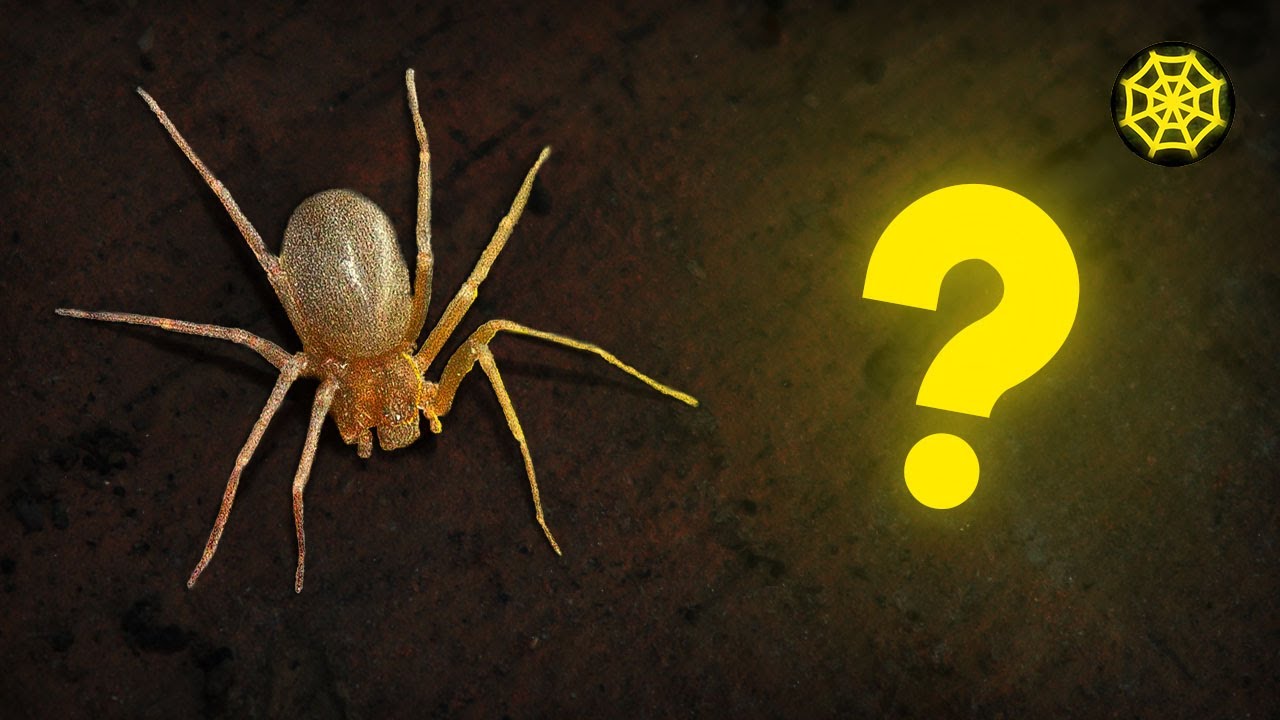 COMO IDENTIFICAR/RECONHECER UMA ARANHA-MARROM? APRENDA NESTE VÍDEO! - SOBRE ANIMAIS
