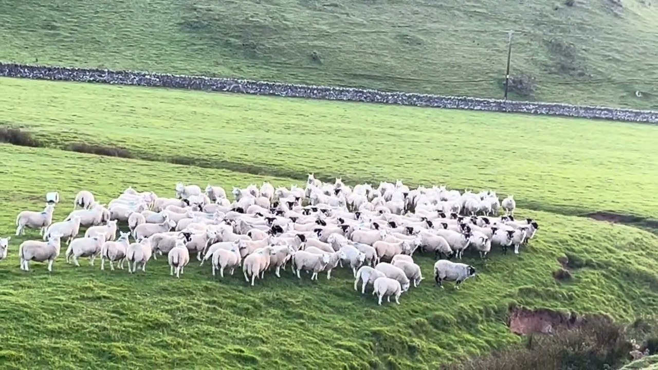 ‘Lot 60: TOD – 12.11.25  Farmers Marts Dolgellau Online Sheepdog Auction’