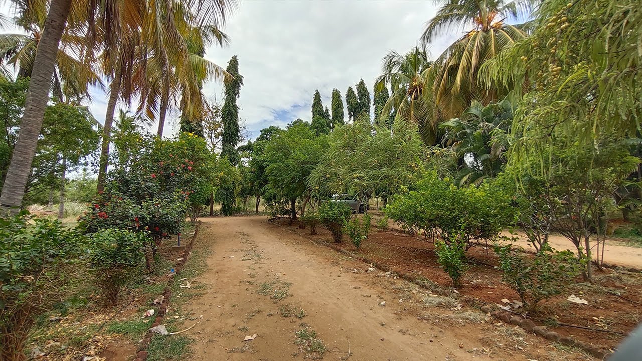 Farm Land for Sale Ambasamudram Taluk, Big gooseberry-Big Mango trees Farm Tirunelveli - NellaiSpace