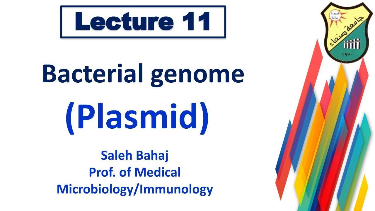 11- Bacterial genome (plasmid)