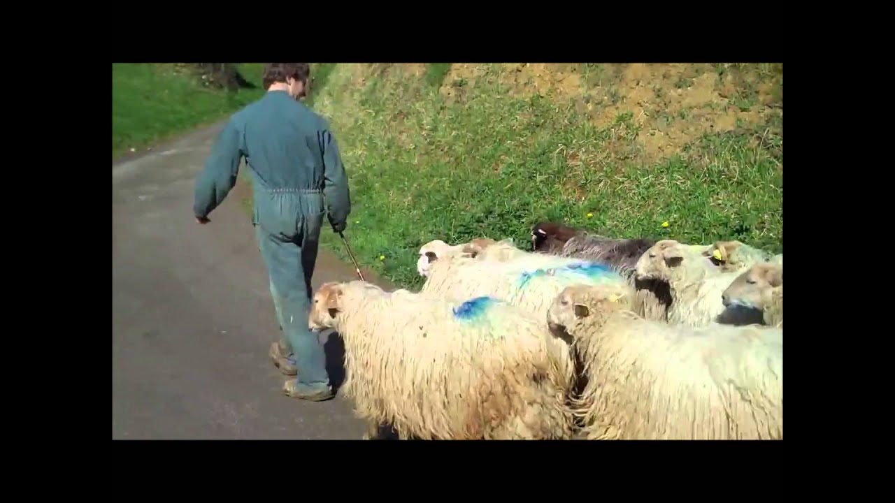 My Sheep hear my voice