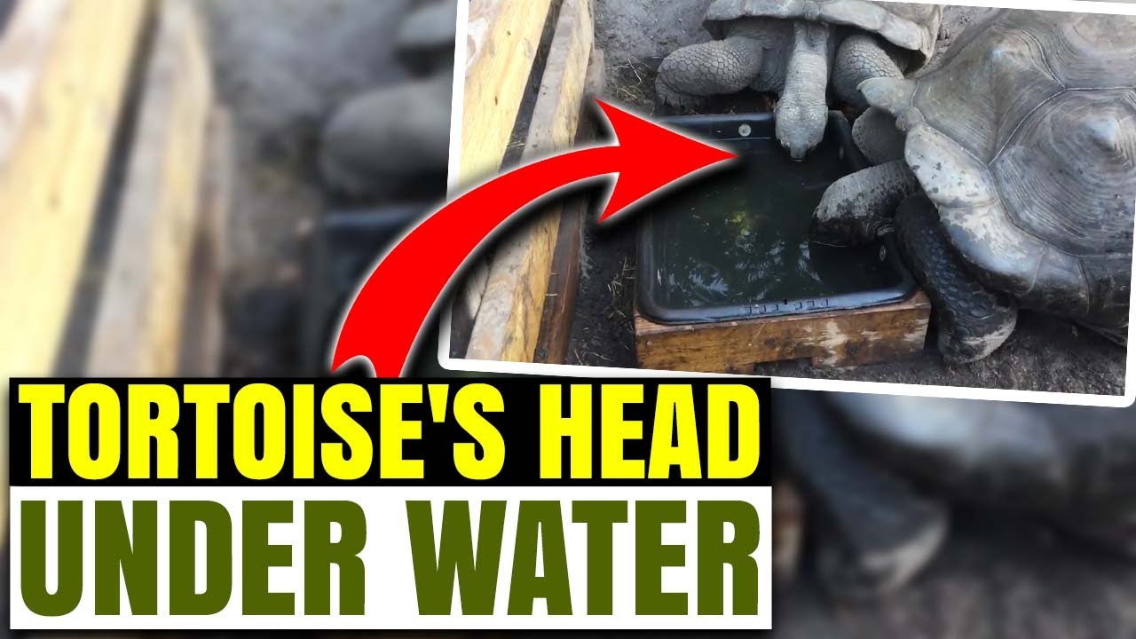 Aldabra Tortoises Dip Their Head Underwater