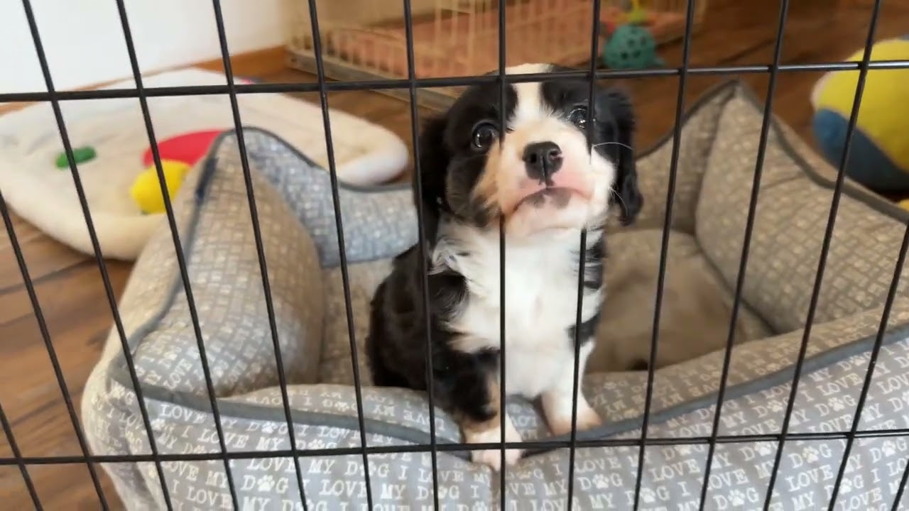 Toy Aussalier Puppies Tilly & Tommy