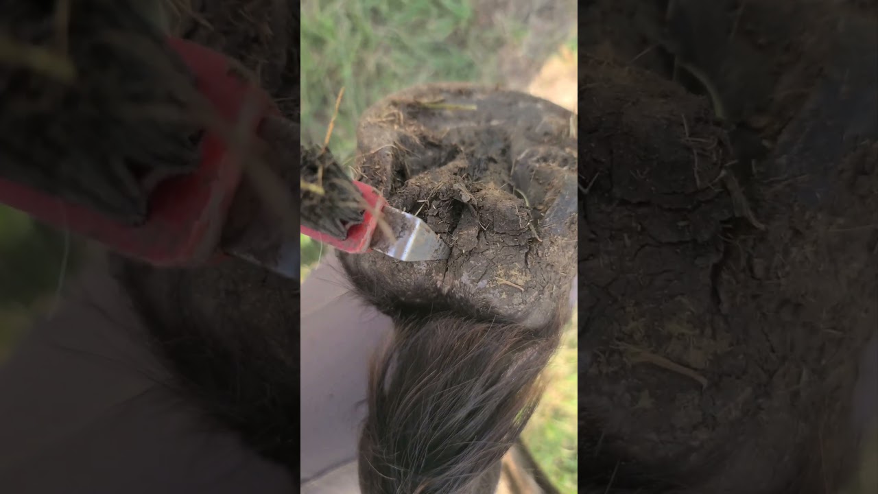 This is THRUSH!!! Please check your horses. Many farriers and vets will not diagnose this.