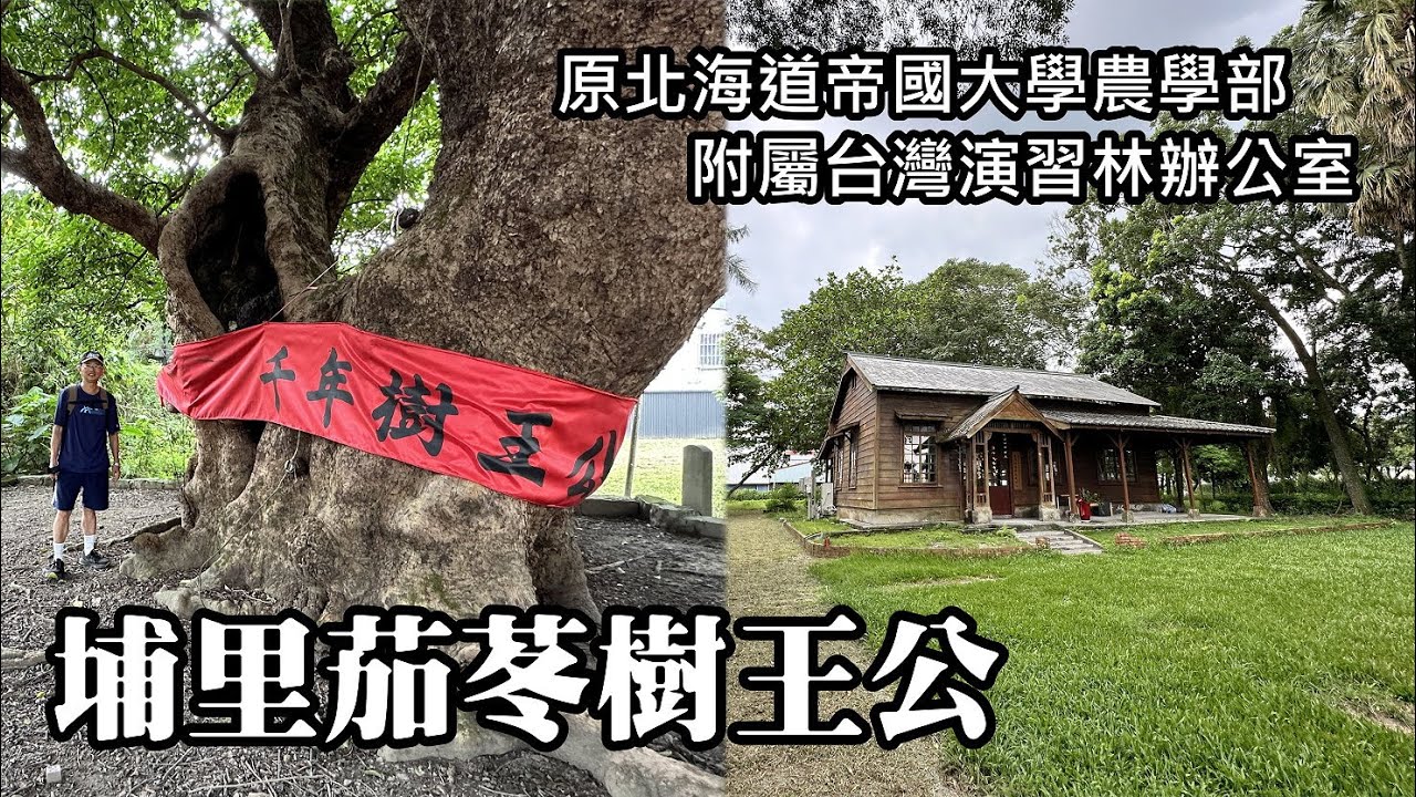 1200歲！台灣最高齡的闊葉樹~埔里茄苳樹王公、原北海道帝國大學農學部附屬台灣演習林辦公室 (歷史建築)