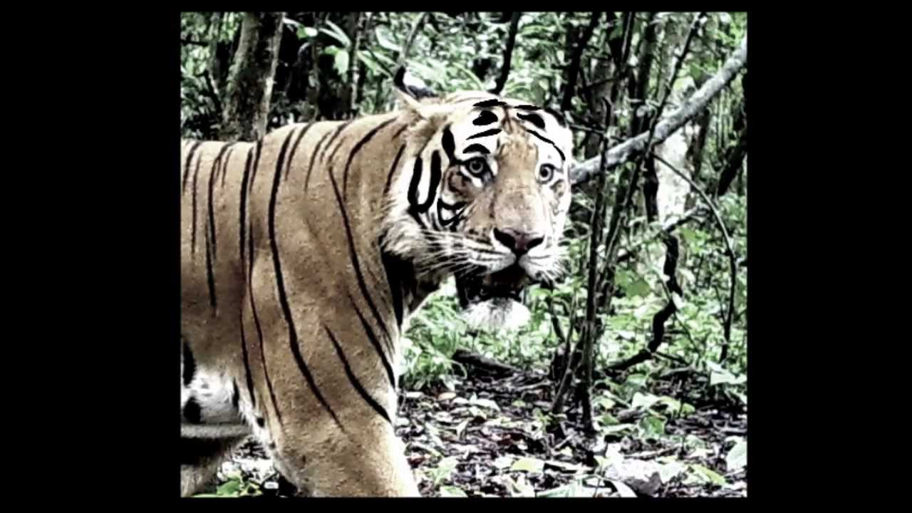 Hunt for the Tiger Slayers