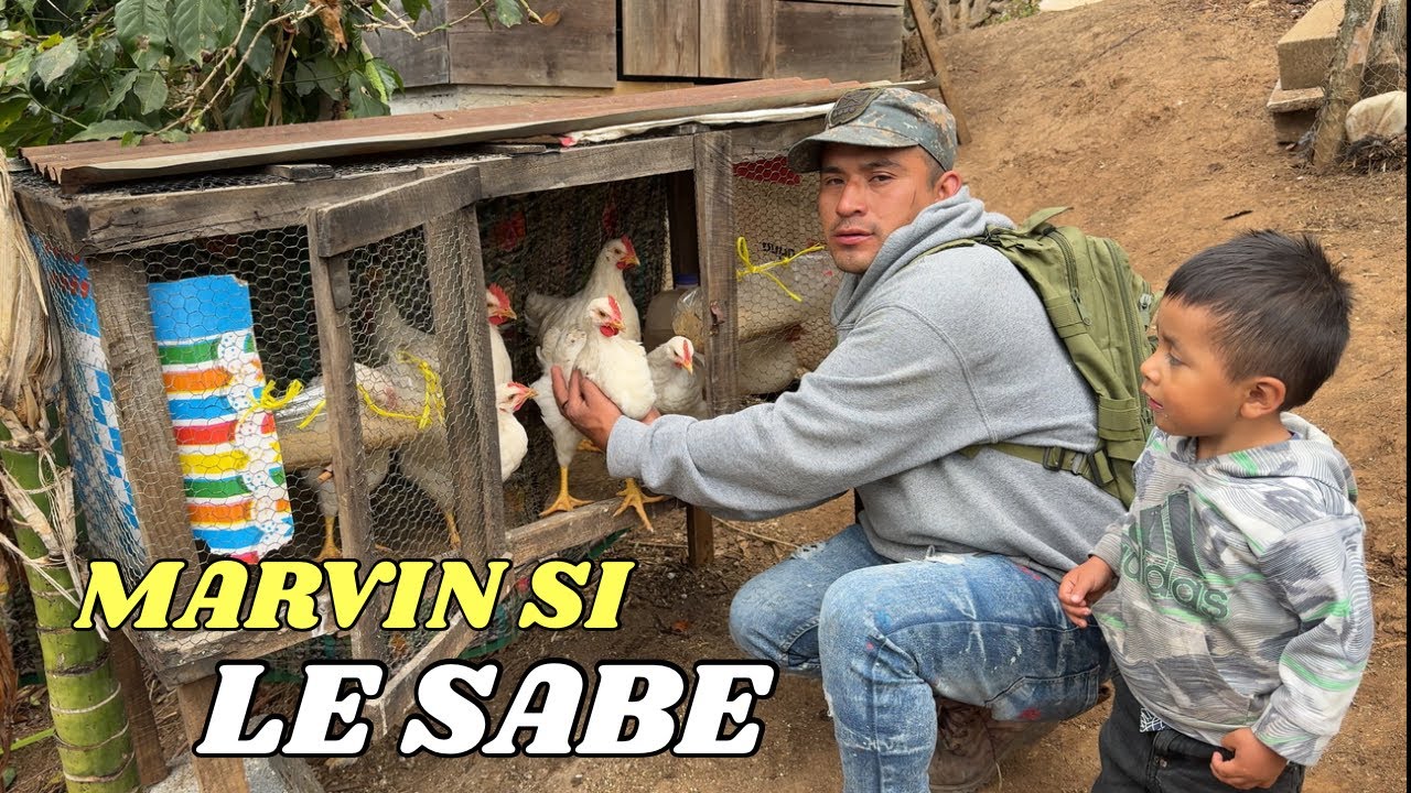 👉🏼Nos Sorprendimos Al Ver El Avance Que Tienen Los Pollos De MARVIN😱