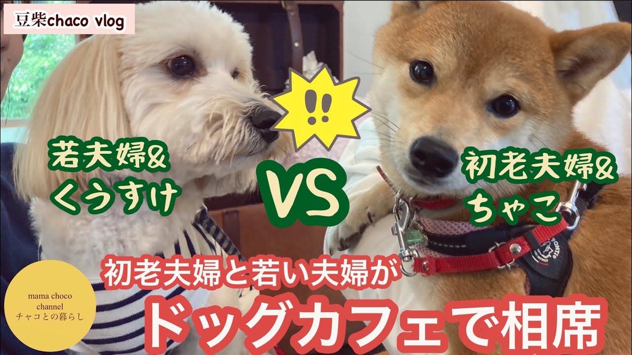 初老夫婦vs若夫婦がドッグカフェで相席？！
