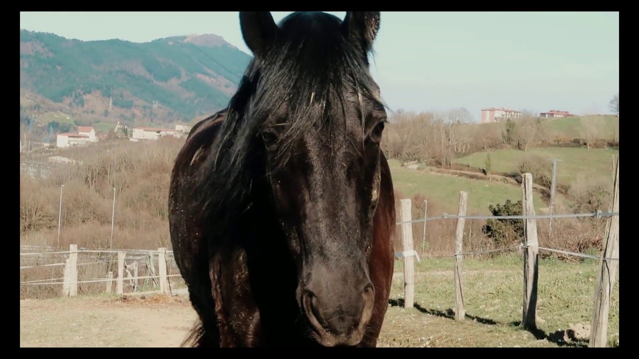 ecuestrian music video horses rider sergio