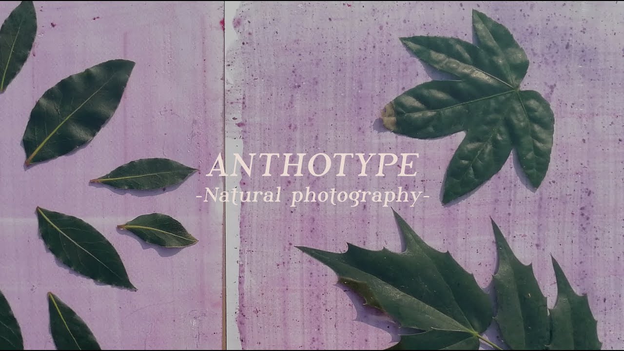 NATURAL Photography at HOME | how to make an ANTHOTYPE | Botanical colours | Red berries |Casacaribe