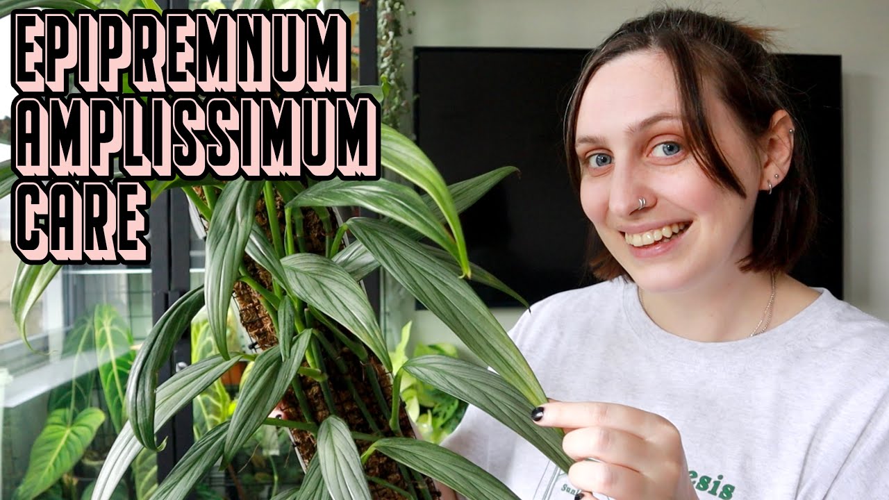 how to keep EPIPREMNUM AMPLISSIMUM healthy 🪴 Care Tips & Tricks