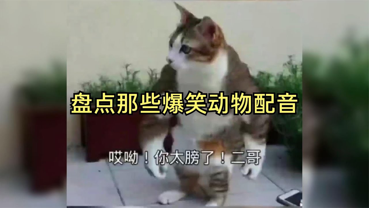 盘点那些动物搞笑配音，当猫咪健身那直呼二哥